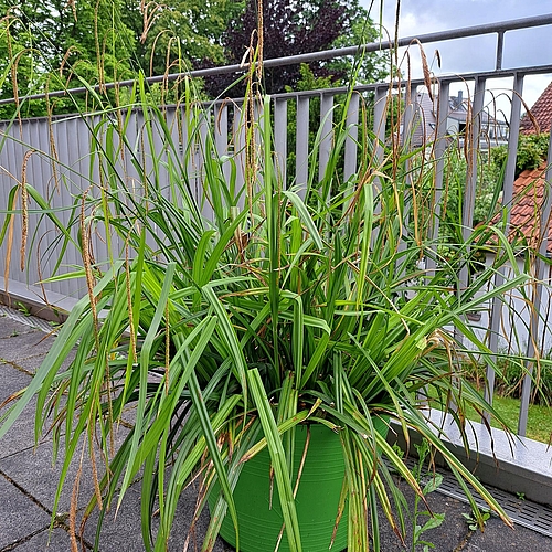 Ziergras im Kübel