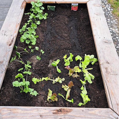 Hochbeet 2 ist bepflanzt