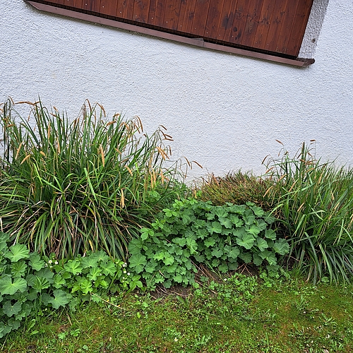Ziergras im Beet