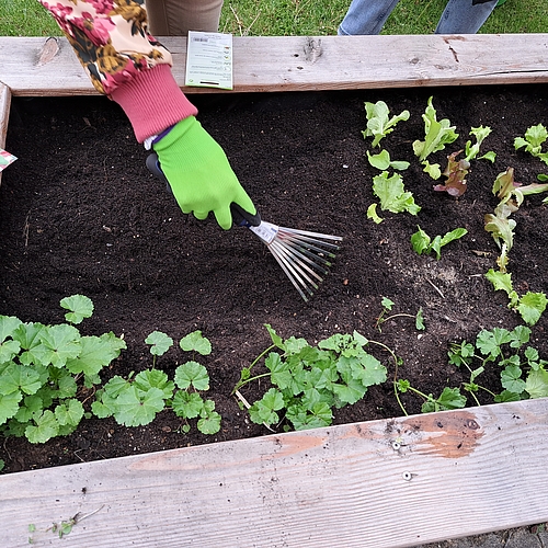 Hochbeet 2 wird bepflanzt